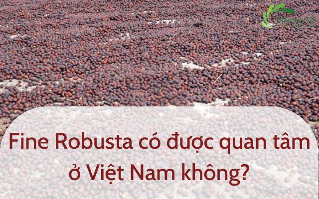 Fine Robusta có được quan tâm ở Việt Nam không?